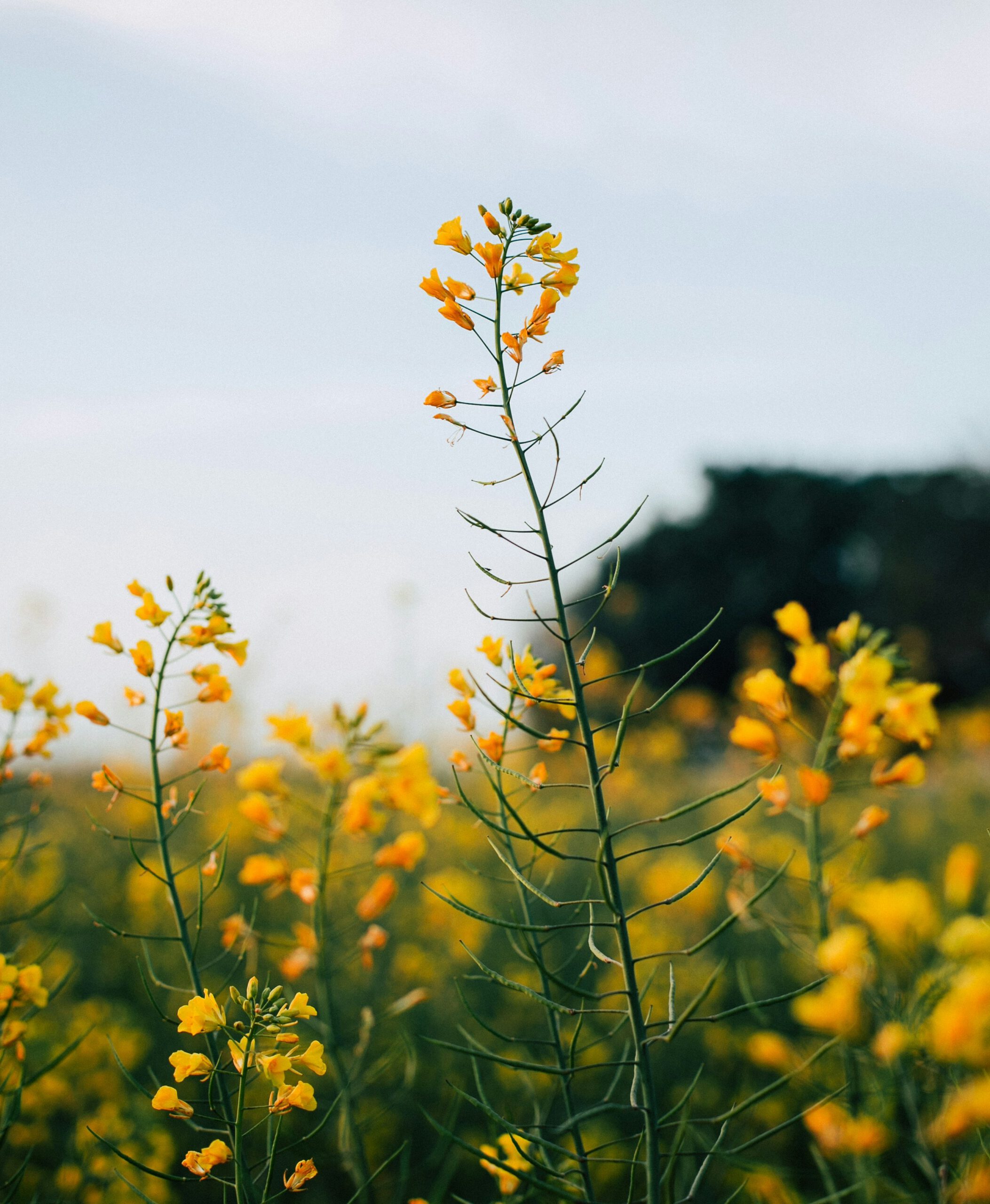 Blooming flower detail